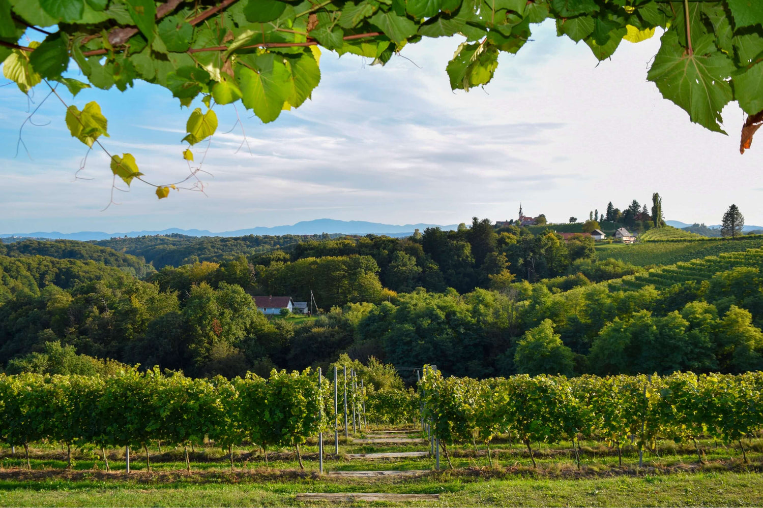 A Guide to Slovenian Wine